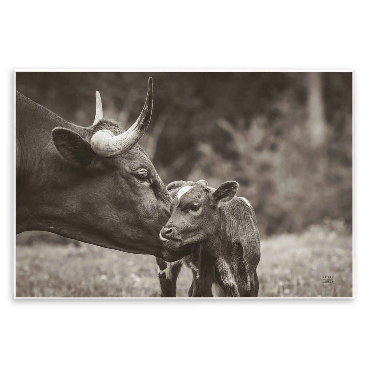 Stupell Industries Longhorn Kiss Photography Wall Plaque Art Design by Nathan Larson